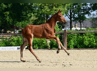 Belgisches Warmblut, Hengst, Fohlen (04/2026)