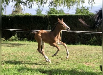 Belgisches Warmblut, Hengst, Fohlen (04/2026)