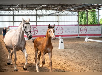 Belgisches Warmblut, Hengst, Fohlen (04/2026)