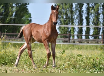 Belgisches Warmblut, Hengst, Fohlen (05/2023)