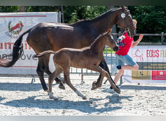 Belgisches Warmblut, Hengst, Fohlen (03/2026)