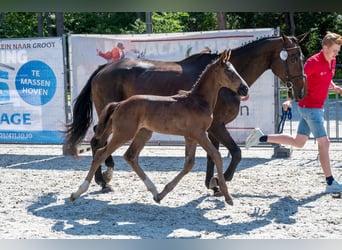 Belgisches Warmblut, Hengst, Fohlen (03/2026)