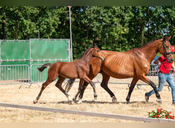 Belgisches Warmblut, Hengst, Fohlen (04/2026)