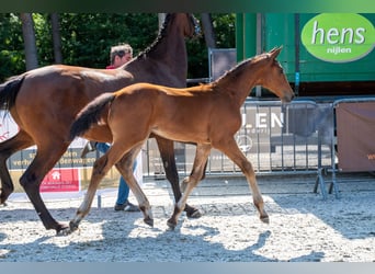 Belgisches Warmblut, Hengst, Fohlen (05/2026)