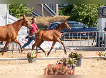 Belgisches Warmblut, Hengst, Fohlen (04/2026)