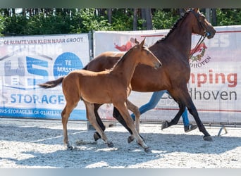 Belgisches Warmblut, Hengst, Fohlen (05/2026)