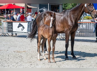 Belgisches Warmblut, Hengst, Fohlen (03/2026)