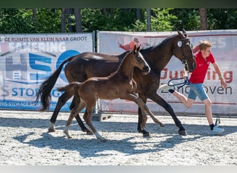 Belgisches Warmblut, Hengst, Fohlen (03/2026)