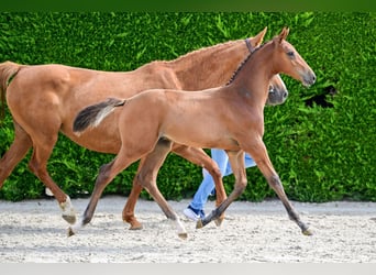 Belgisches Warmblut, Hengst, Fohlen (04/2026)