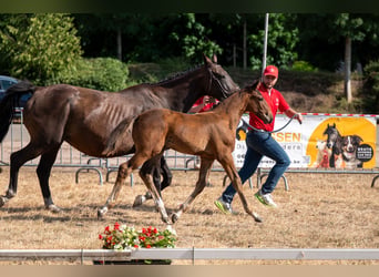 Belgisches Warmblut, Hengst, Fohlen (05/2026)