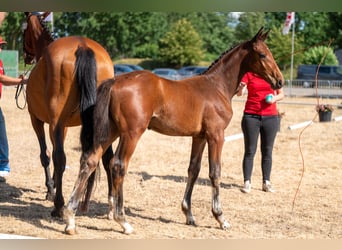 Belgisches Warmblut, Hengst, Fohlen (04/2026)