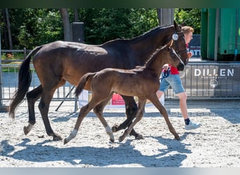 Belgisches Warmblut, Hengst, Fohlen (03/2026)
