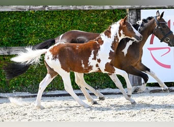 Belgisches Warmblut, Hengst, Fohlen (05/2024)