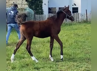 Belgisches Warmblut, Hengst, Fohlen (01/2023)