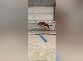 Belgisches Warmblut, Hengst, Fohlen (01/2023)