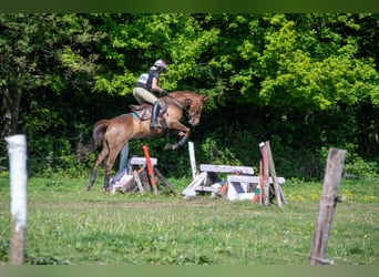 Belgisches Warmblut, Stute, 10 Jahre, 161 cm, Dunkelfuchs
