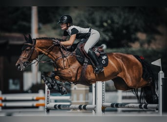 Belgisches Warmblut, Stute, 10 Jahre, 164 cm, Rotbrauner