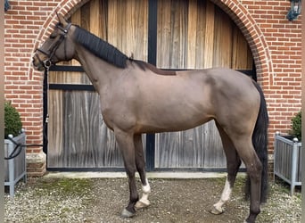 Belgisches Warmblut, Stute, 10 Jahre, 165 cm, Brauner