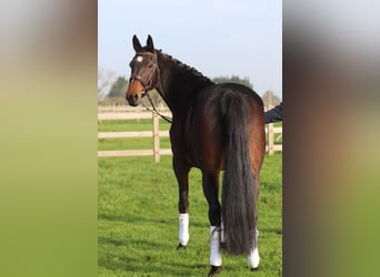 Belgisches Warmblut, Stute, 10 Jahre, 167 cm, Brauner