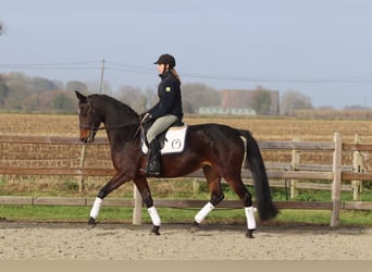 Belgisches Warmblut, Stute, 10 Jahre, 167 cm, Brauner