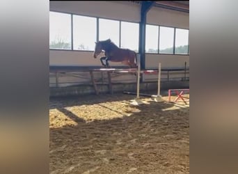 Belgisches Warmblut, Stute, 10 Jahre, 167 cm, Dunkelbrauner