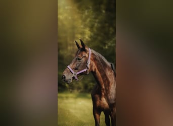Belgisches Warmblut, Stute, 10 Jahre, 168 cm, Dunkelbrauner