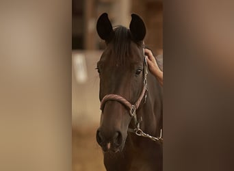 Belgisches Warmblut, Stute, 10 Jahre, 168 cm, Dunkelbrauner