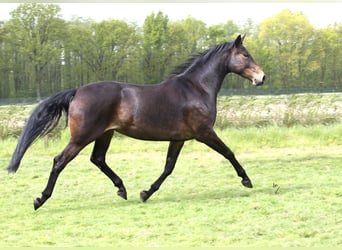 Belgisches Warmblut, Stute, 10 Jahre, 168 cm, Dunkelbrauner