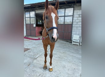 Belgisches Warmblut, Stute, 10 Jahre, 168 cm, Fuchs