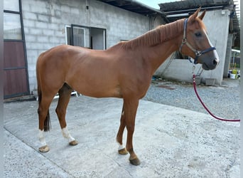 Belgisches Warmblut, Stute, 10 Jahre, 168 cm, Fuchs