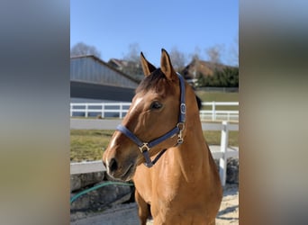 Belgisches Warmblut, Stute, 10 Jahre, 172 cm, Brauner