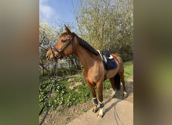 Belgisches Warmblut, Stute, 10 Jahre, 172 cm, Fuchs