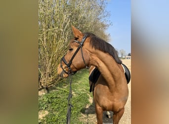 Belgisches Warmblut, Stute, 10 Jahre, 172 cm, Fuchs