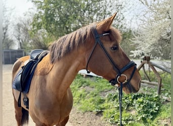 Belgisches Warmblut, Stute, 10 Jahre, 172 cm, Fuchs