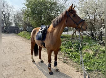 Belgisches Warmblut, Stute, 10 Jahre, 172 cm, Fuchs
