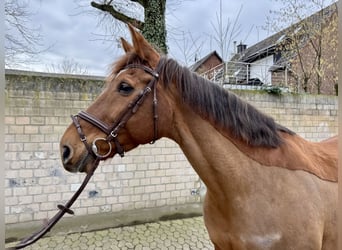 Belgisches Warmblut, Stute, 10 Jahre, 172 cm, Fuchs