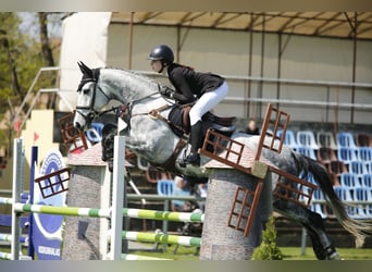 Belgisches Warmblut, Stute, 10 Jahre, 173 cm, Schimmel