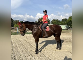 Belgisches Warmblut, Stute, 10 Jahre, 180 cm, Rotbrauner