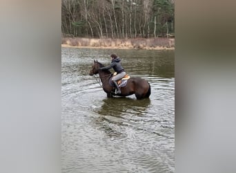Belgisches Warmblut, Stute, 11 Jahre, 162 cm, Brauner