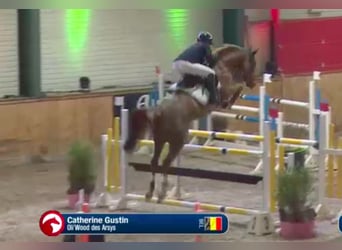 Belgisches Warmblut, Stute, 11 Jahre, 162 cm, Dunkelfuchs