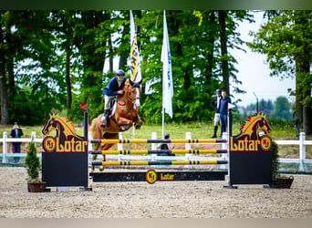 Belgisches Warmblut, Stute, 11 Jahre, 164 cm, Fuchs