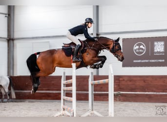 Belgisches Warmblut, Stute, 11 Jahre, 164 cm, Rotbrauner