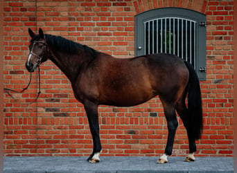 Belgisches Warmblut, Stute, 11 Jahre, 165 cm, Schwarzbrauner