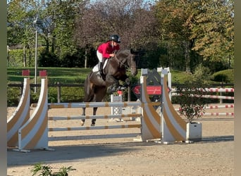 Belgisches Warmblut, Stute, 11 Jahre, 166 cm