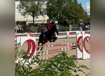 Belgisches Warmblut, Stute, 11 Jahre, 166 cm