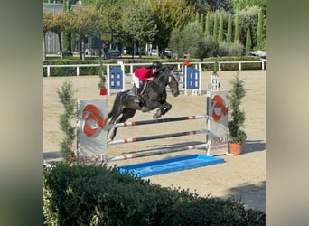 Belgisches Warmblut, Stute, 11 Jahre, 166 cm