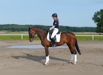 Belgisches Warmblut, Stute, 11 Jahre, 167 cm, Brauner