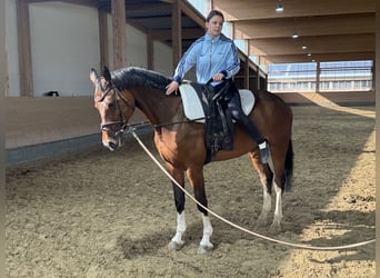 Belgisches Warmblut, Stute, 11 Jahre, 167 cm, Brauner