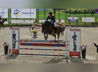 Belgisches Warmblut, Stute, 11 Jahre, 167 cm, Brauner