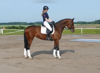 Belgisches Warmblut, Stute, 11 Jahre, 167 cm, Brauner